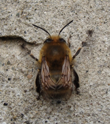 maschio di Anthophora plumipes