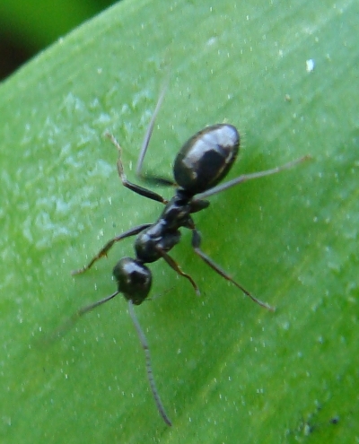 formica sp.