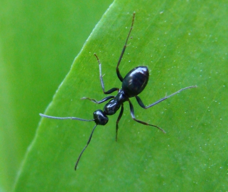 formica sp.