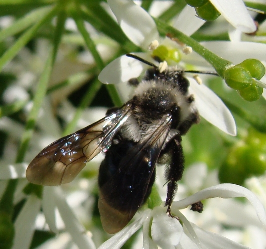 Andrena vaga oppure A. cinerea