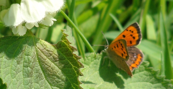 licenide? - Lycaena phlaeas