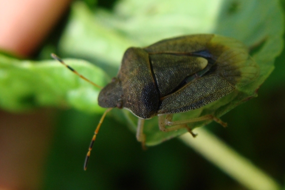 Pentatomidae: Holcostethus cfr. vernalis