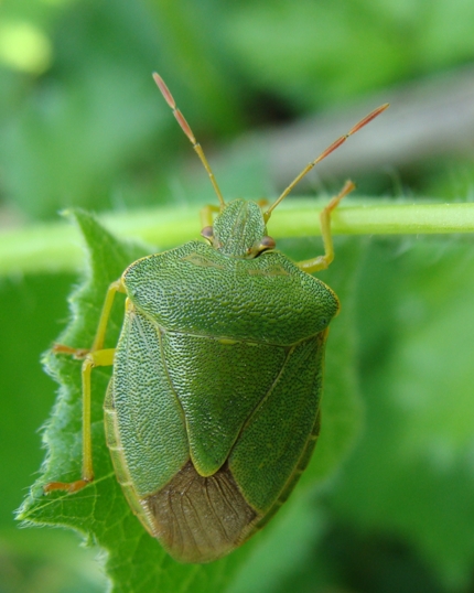 Pentatomidae: Palomena prasina di Monza