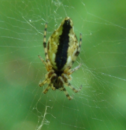 Cyclosa conica