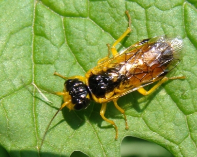 id imenottero: Pamphilius cfr. inanitus