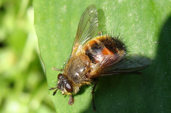 Tachina sp. (Tachinidae).