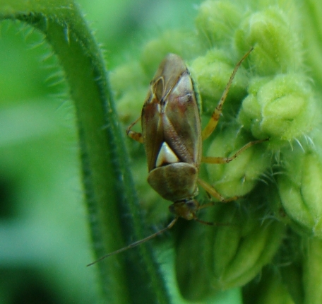 Miridae chiaro