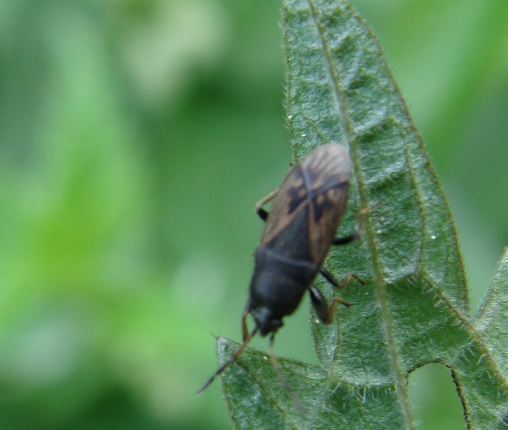 Lygaeidae: Megalonotus sabulicola della Lombardia (Monza)