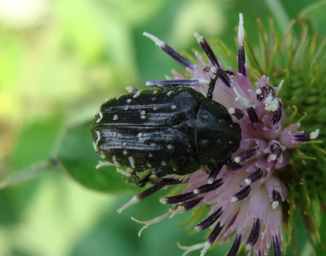 scarabeide