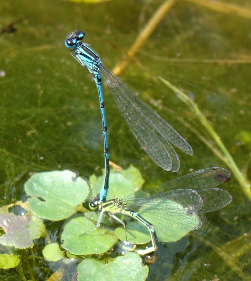 cenagrionide da id