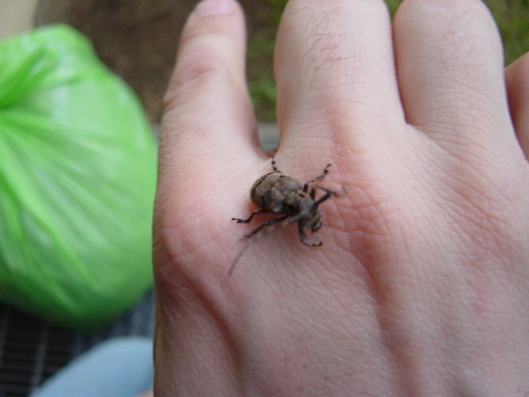 un simpatico incontro: Mesosa curculionoides