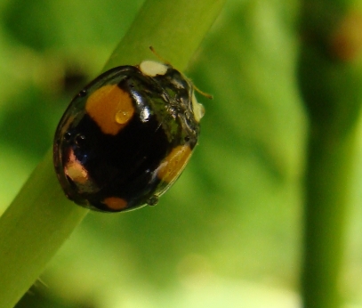 adalia? No, Harmonia axyridis