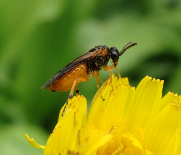 Athalia bicolor (Tenthredinidae)