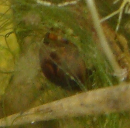 coleottero acquatico