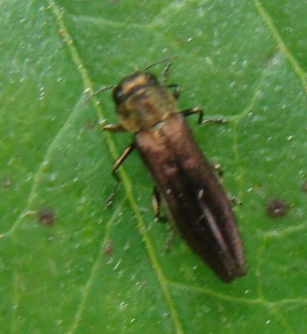 buprestide da id: Agrilus