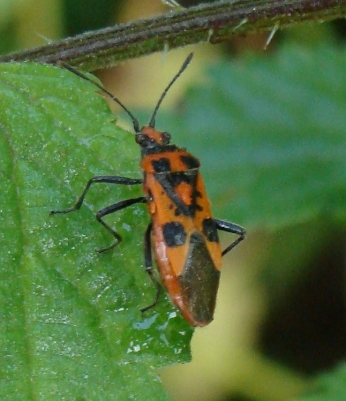 Rhopalidae: Corizus hyoscyami di Monza
