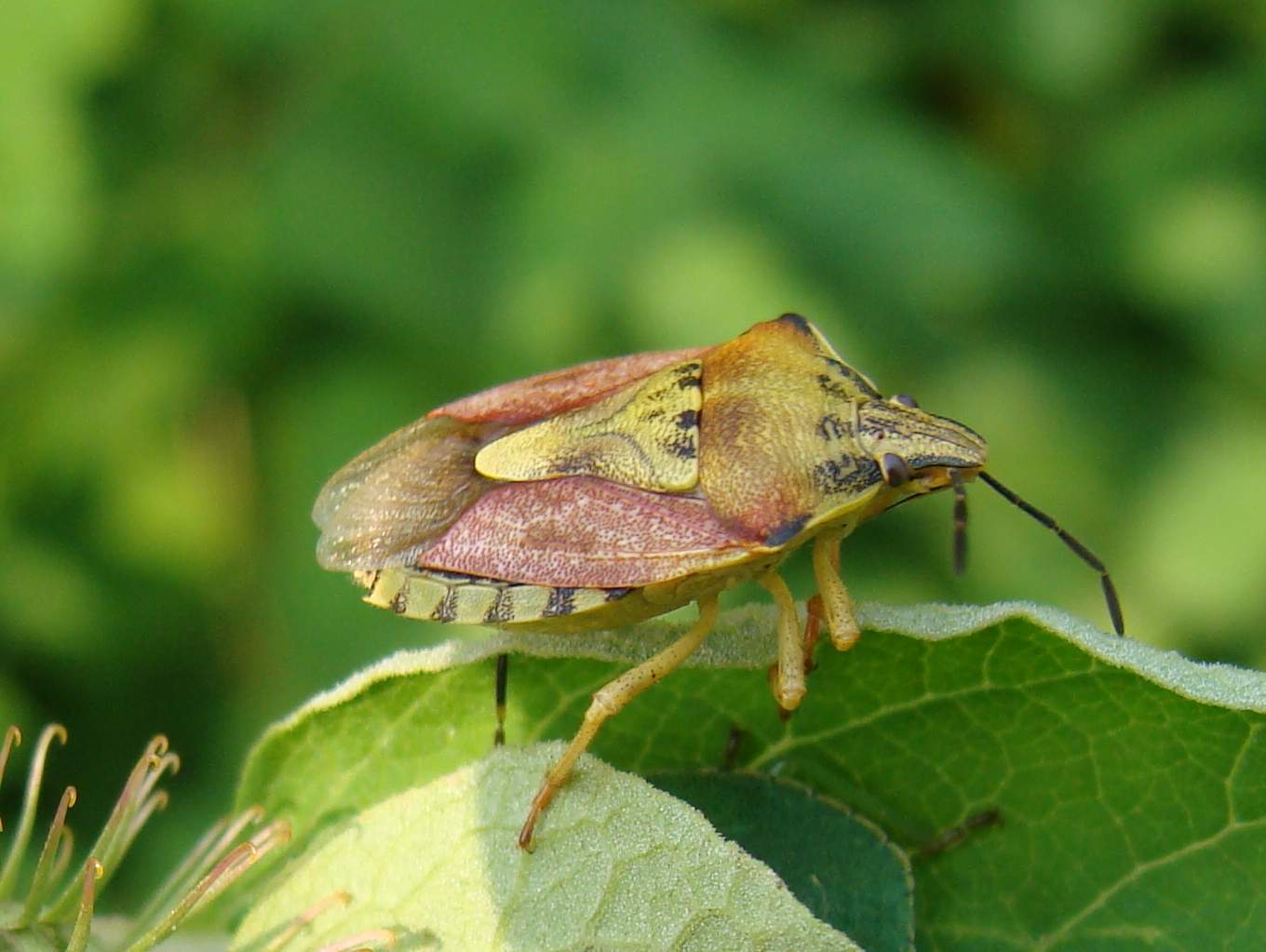 carpocoris