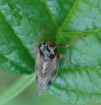 cicadella: Evacanthus acuminatus dal Parco di Monza