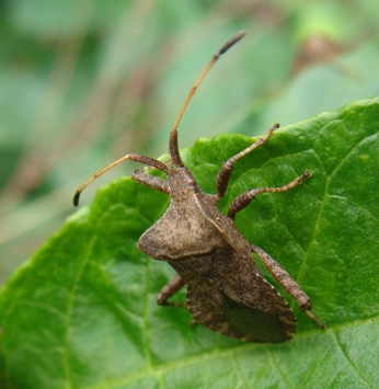 Coreus marginatus (adulto e ninfa) al Parco di Monza