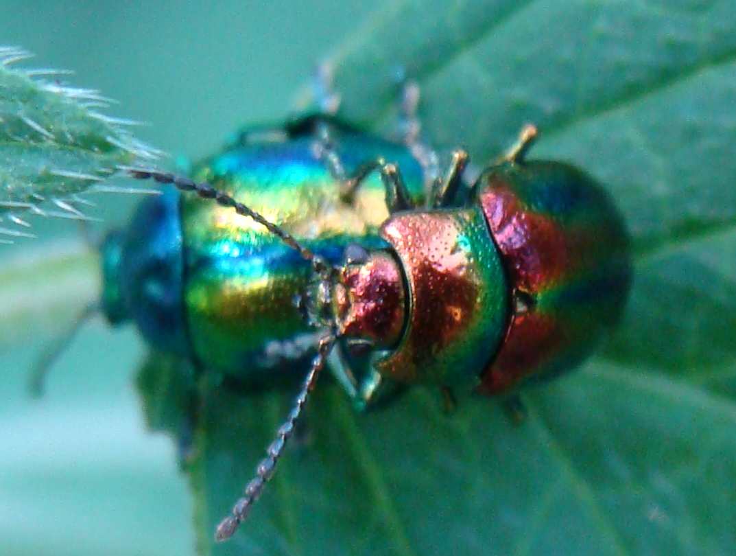 Il parco di Monza