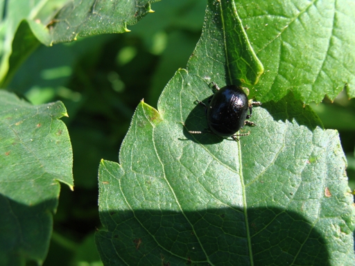 crisomelide nero: Chrysolina haemoptera