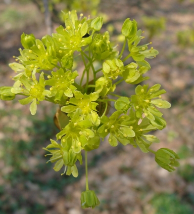 Acer platanoides / Acero riccio