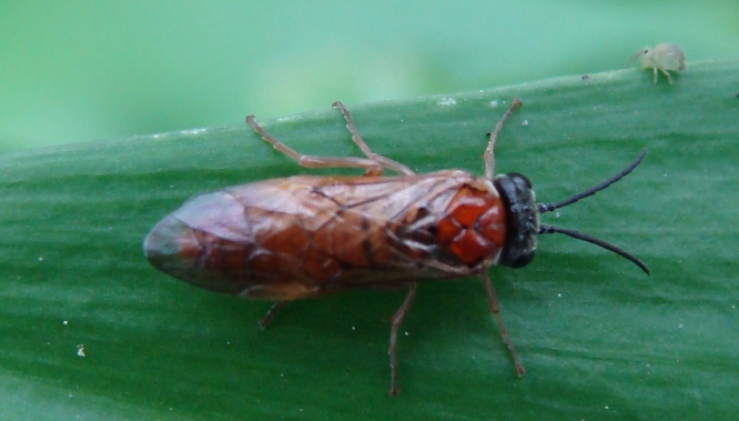 Tenthredine...rosso: cfr. Periclista albida