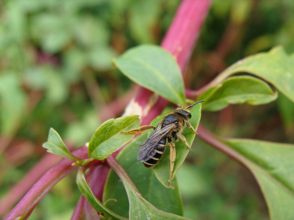 Halictus cf. sexcinctus (Apidae Halictinae)