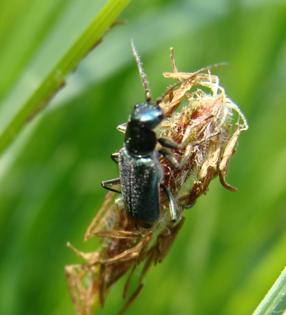 Clanoptilus sp. - Malachiidae