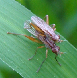 In accoppiamento: Elgiva cucularia  (Sciomyzidae)