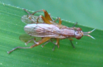 In accoppiamento: Elgiva cucularia  (Sciomyzidae)