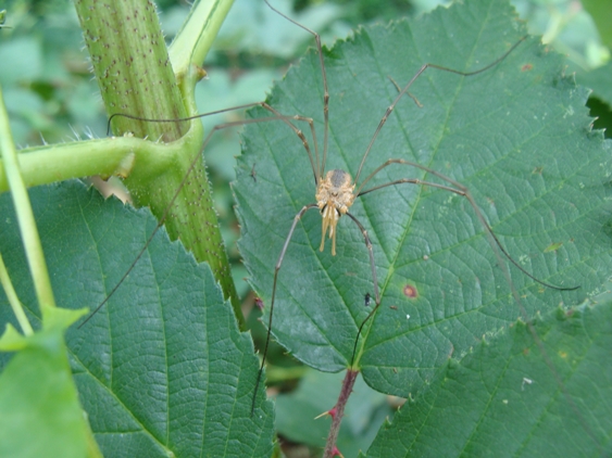 opilioni da Monza: Phalangium opilio (m/f)