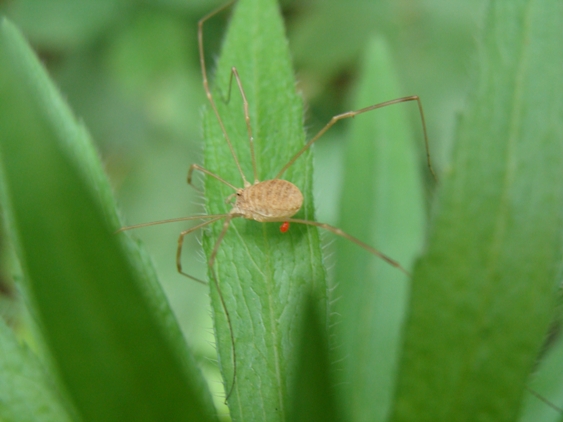 opilioni da Monza: Phalangium opilio (m/f)