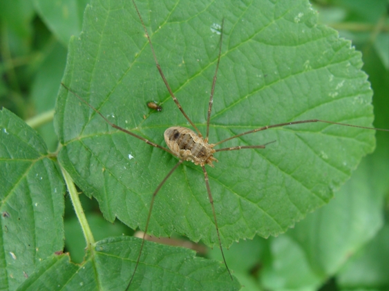 opilioni da Monza: Phalangium opilio (m/f)