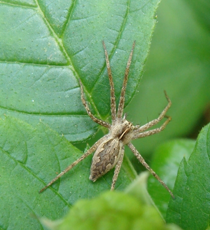 Pisaura mirabilis