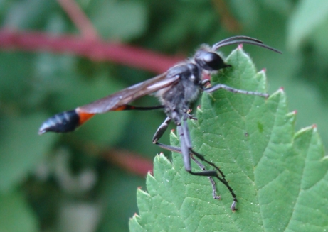 Ammophila sp. a riposo