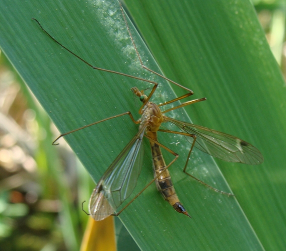 tipula dagli occhi verdi