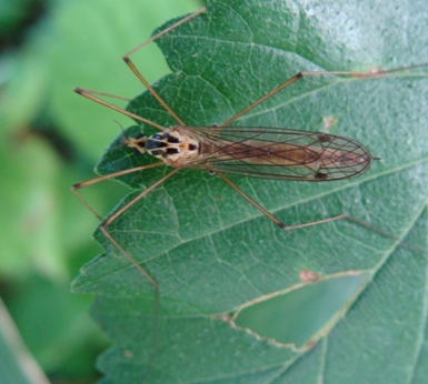 tipula da ID