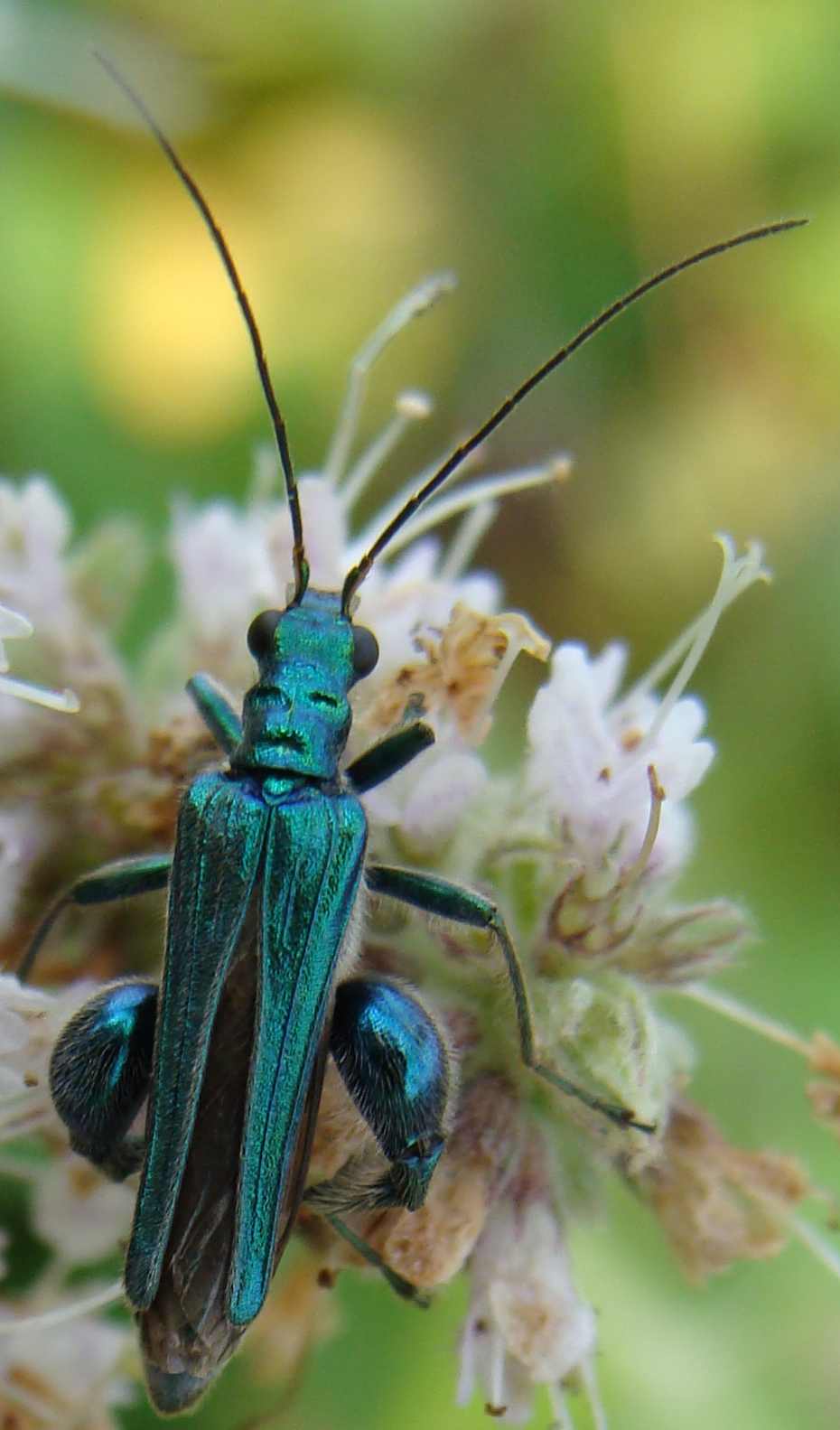 oedemera tristis o lurida? nobilis!