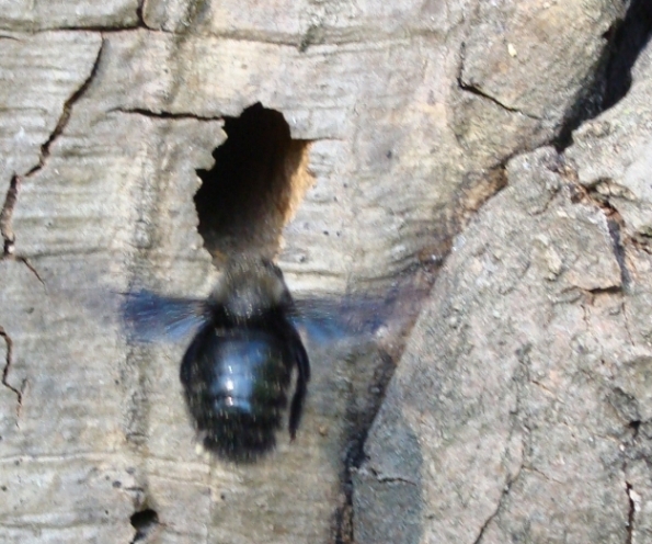 Xylocopa sp. ripresa mentre entra ed esce dal nido