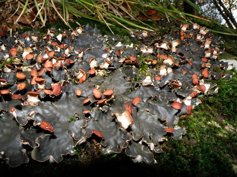 Peltigera (credo)