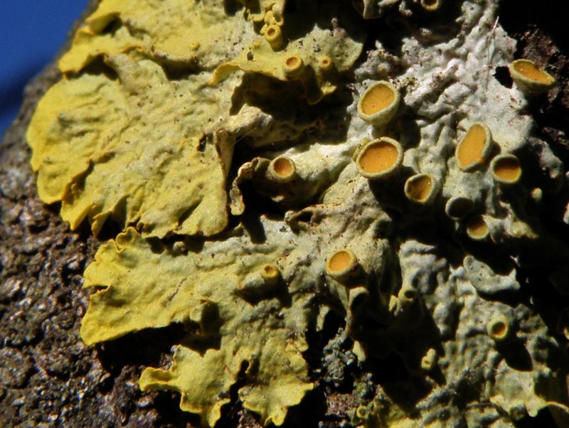 Domande su un lichene giallo e grigio-azzurro