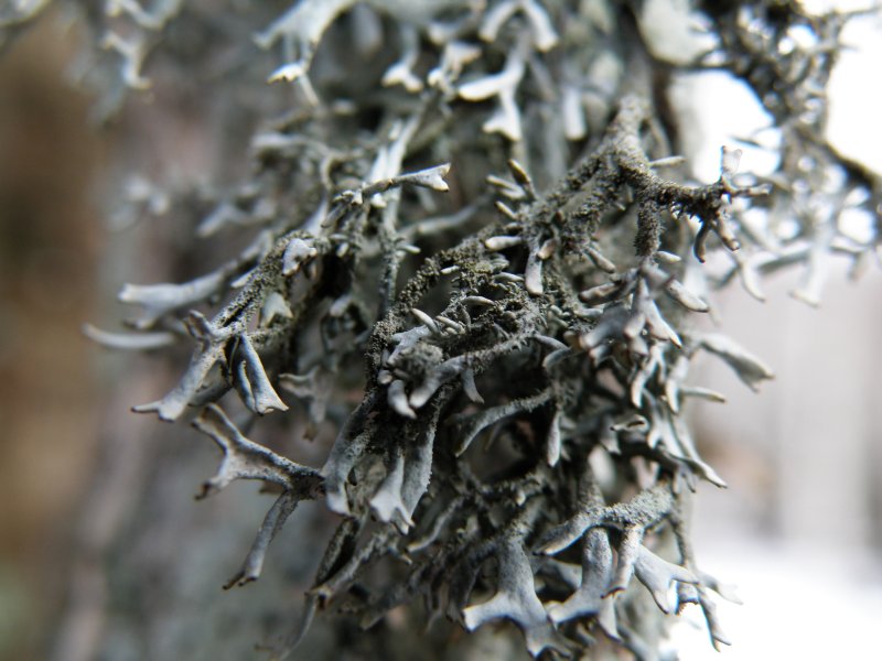 Tre licheni su un castagno secolare