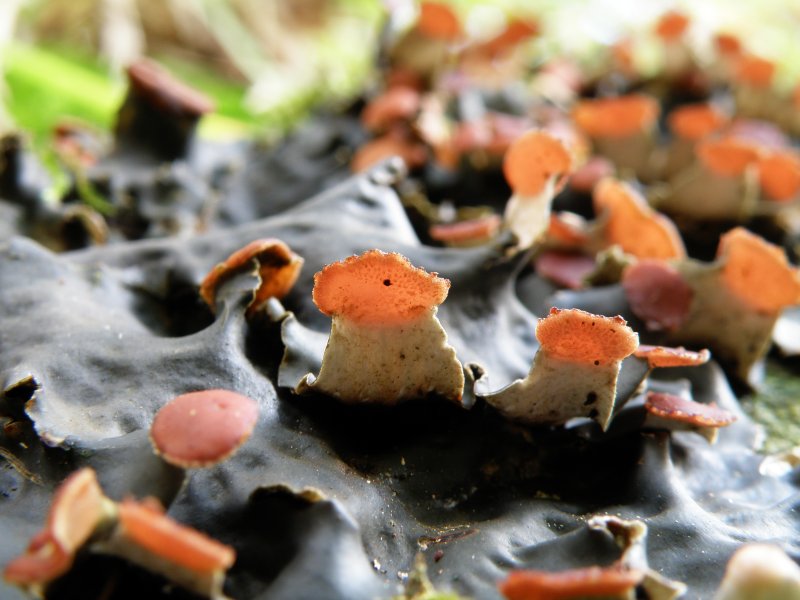 Peltigera (credo)