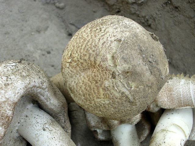 Agaricus