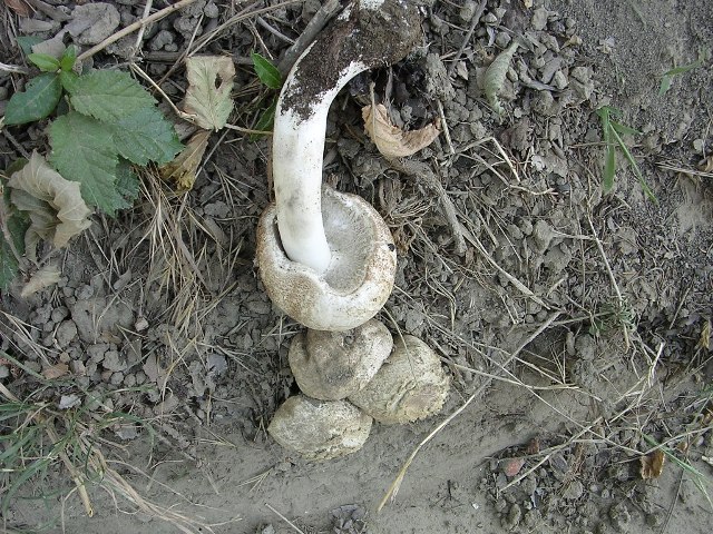 Agaricus