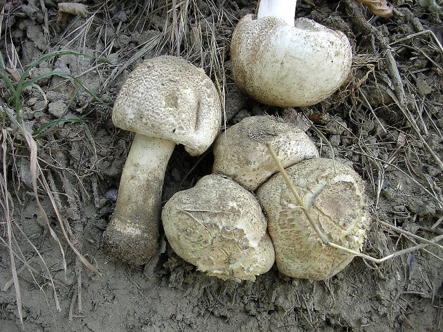 Agaricus