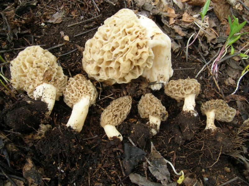 Nevegal (Belluno) 26 Aprile 2009