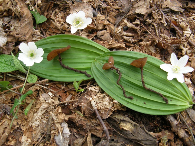 Nevegal (Belluno) 26 Aprile 2009