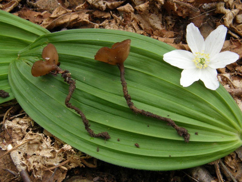 Nevegal (Belluno) 26 Aprile 2009